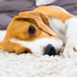 clean-carpet-500x262