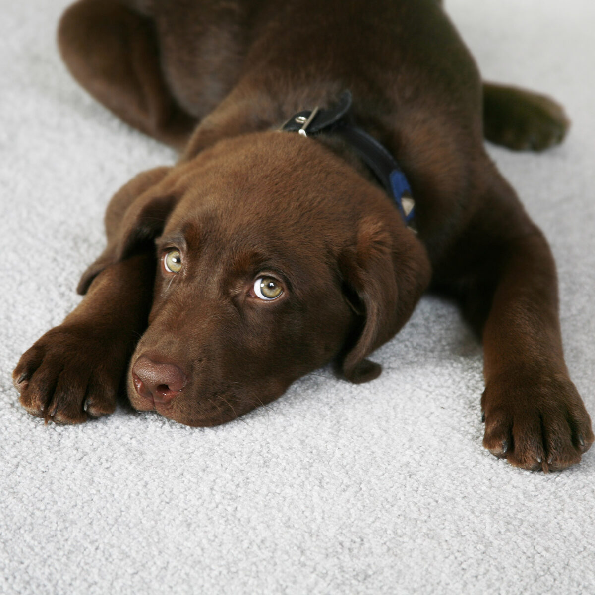 puppyweb